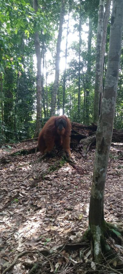 Fun Family Guest House N Jungle Tour Bukit Lawang Exterior foto